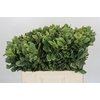 Pittosporum Ilan