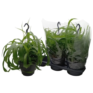 CHLOR COM GRE BONNIE