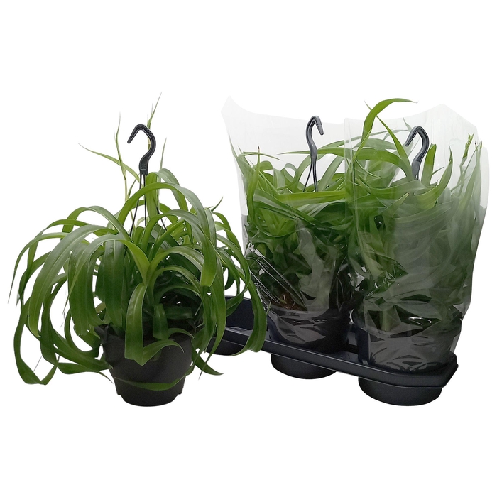 <h4>CHLOR COM GRE BONNIE</h4>