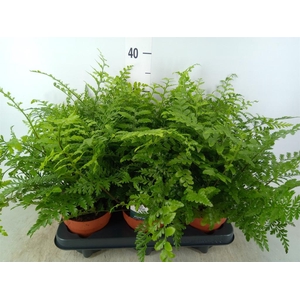 Asplenium  'Parvati'