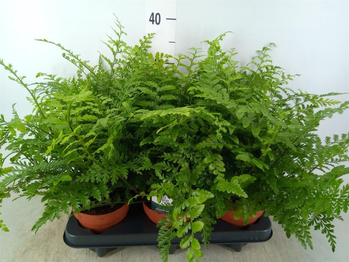 <h4>Asplenium  'Parvati'</h4>