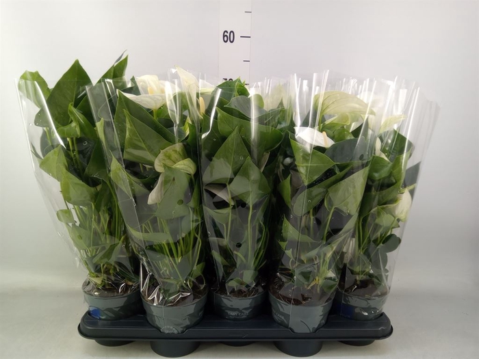 <h4>Anthurium  'Karma White'</h4>
