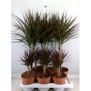 Dracaena marg. 'Magenta'