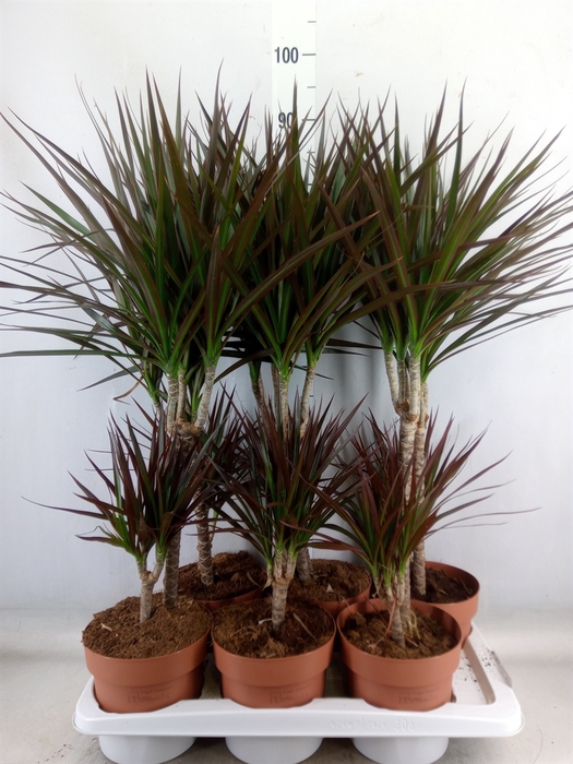 <h4>Dracaena marg. 'Magenta'</h4>