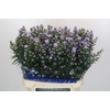 Aster Cassandra