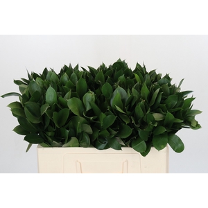 RUSCUS HYPOPHYLLUM