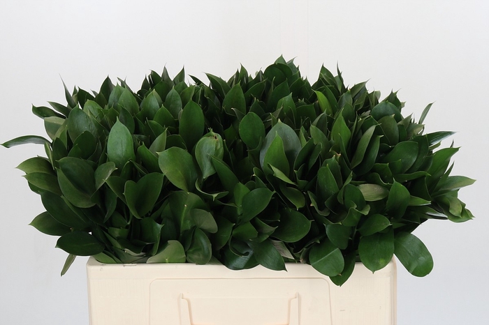 <h4>RUSCUS HYPOPHYLLUM</h4>