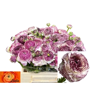 RAN ANDREA CAPPUCCIN