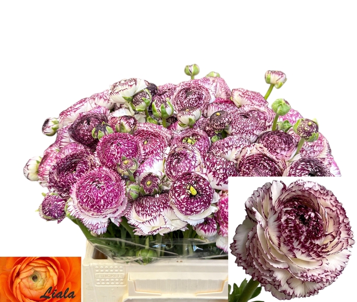 <h4>RAN ANDREA CAPPUCCIN</h4>