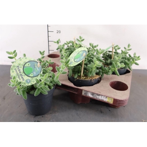 Delosperma Echinatum 12 Cm. Pot