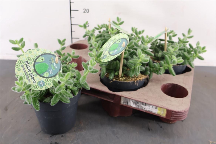 <h4>Delosperma Echinatum 12 Cm. Pot</h4>