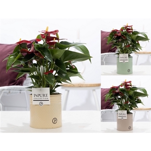 Anthurium red (Micra) in P&PURE zinc Louise 4 ass.3;