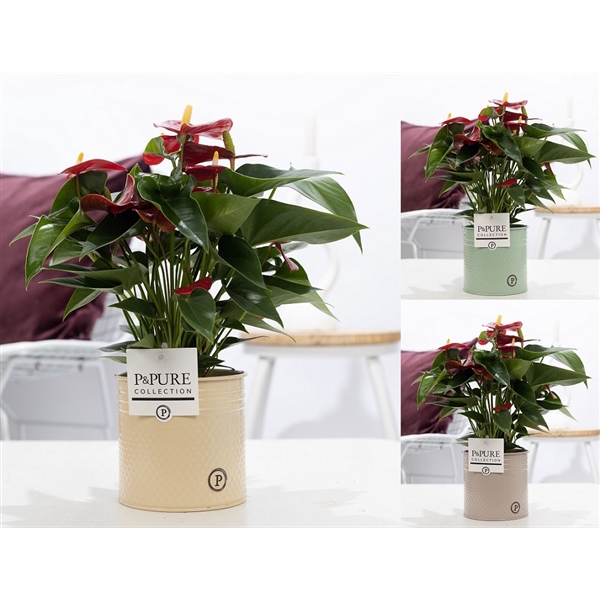 <h4>Anthurium red (Micra) in P&PURE zinc Louise 4 ass.3;</h4>