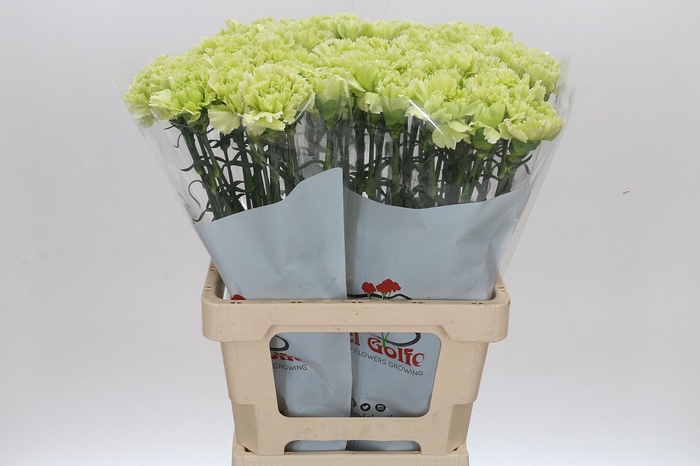 <h4>Dianthus St Goblin</h4>