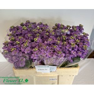 MATTH IMPALA LAVENDE