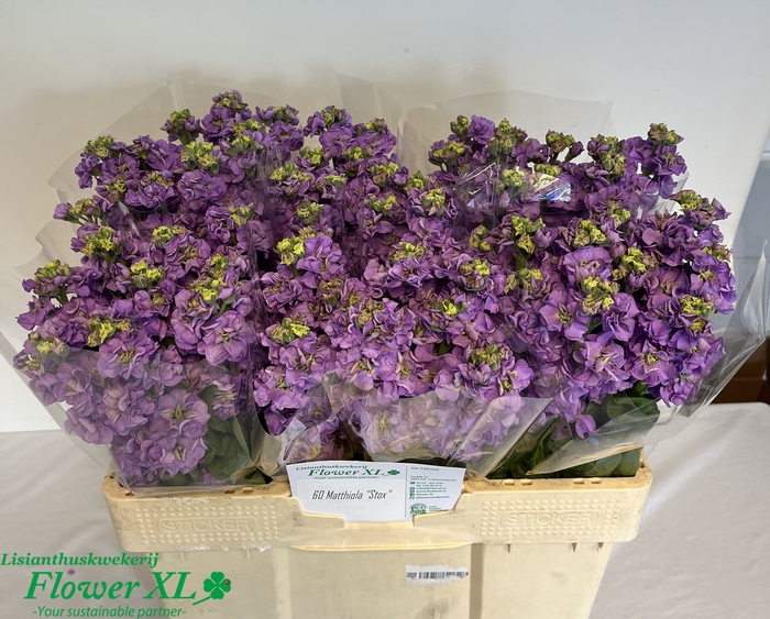 <h4>MATTH IMPALA LAVENDE</h4>