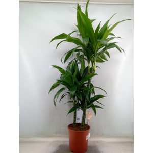 Dracaena frag. 'Janet Craig'