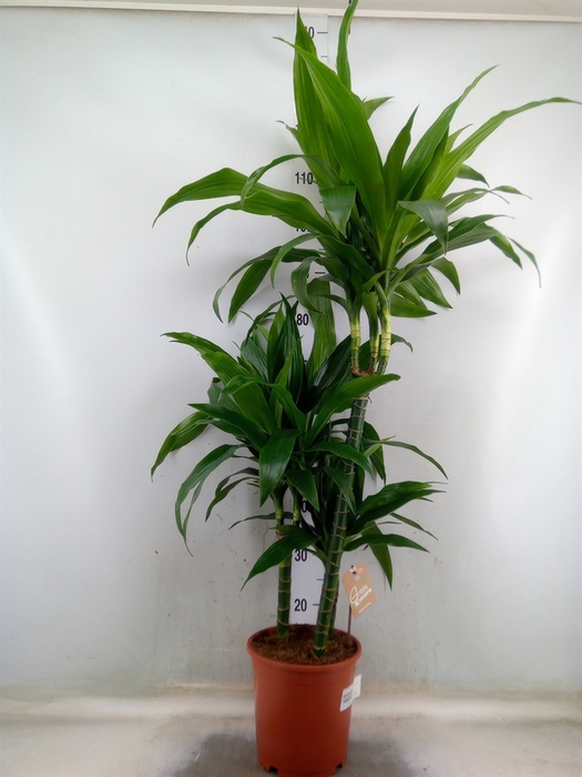 <h4>Dracaena frag. 'Janet Craig'</h4>