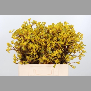 Anigozanthos Yellow Gem