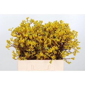 Anigozanthos Yellow Gem