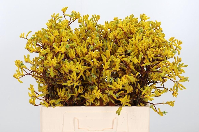<h4>Anigozanthos Yellow Gem</h4>