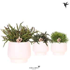 Kolibri Greens Rhipsalis mix in Scandic pot white