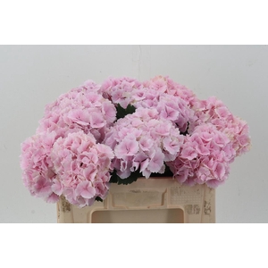 Hydr M Ch Lollypp Rz