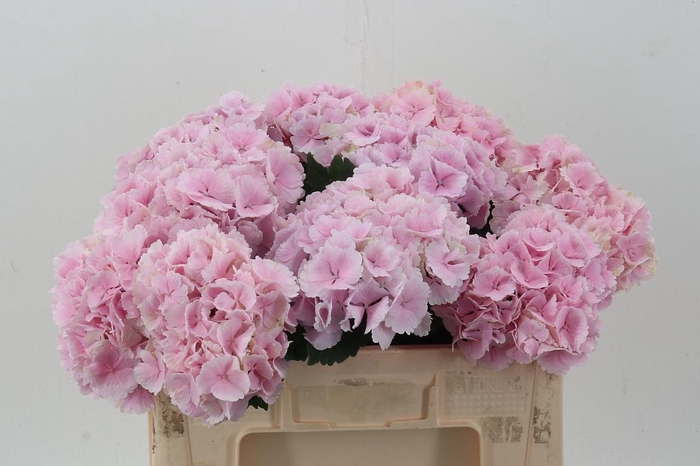 <h4>Hydr M Ch Lollypp Rz</h4>