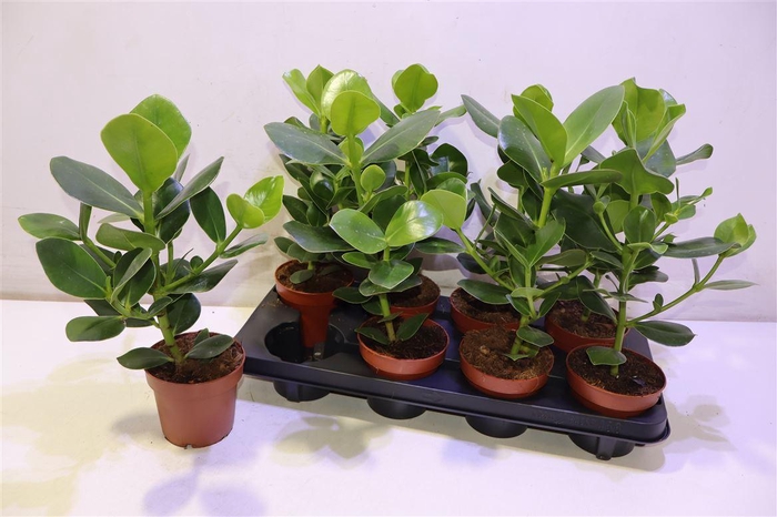 <h4>Clu Ro Princess</h4>