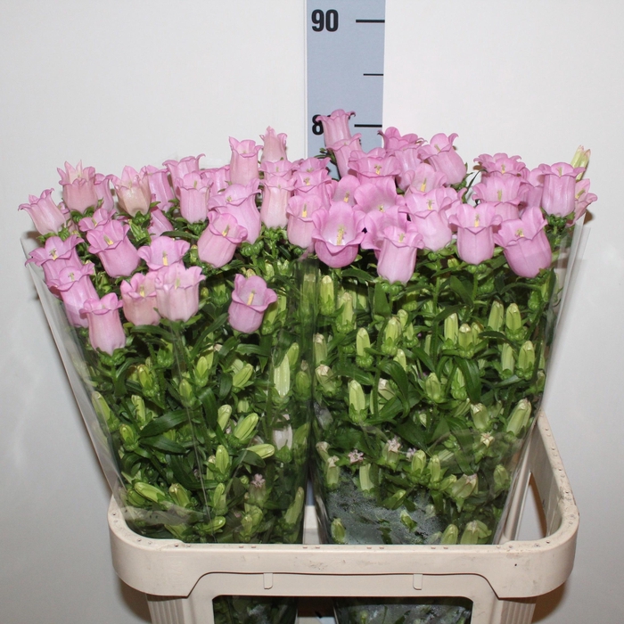 <h4>CAMP M CHAMPION PINK</h4>