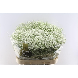 Gyps Pa Zi Discovery