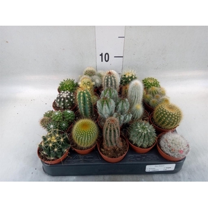 Cactus   ...mix