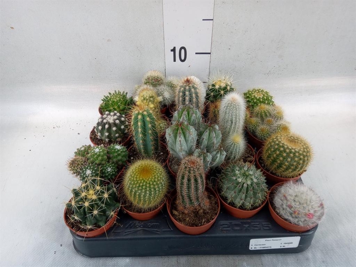 <h4>Cactus ...mix</h4>