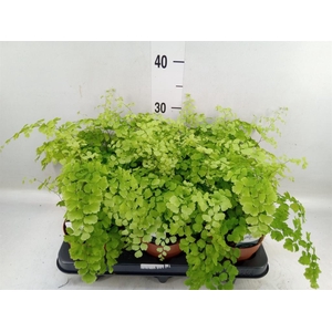 Adiantum raddi. 'Fragrans'