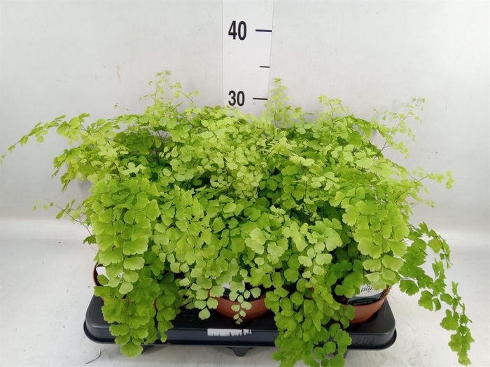 Adiantum raddi. 'Fragrans'
