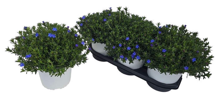 Glando Dif Heaven Bl