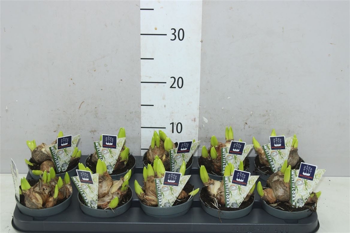 <h4>Hyacinthus Multiflora Wit</h4>