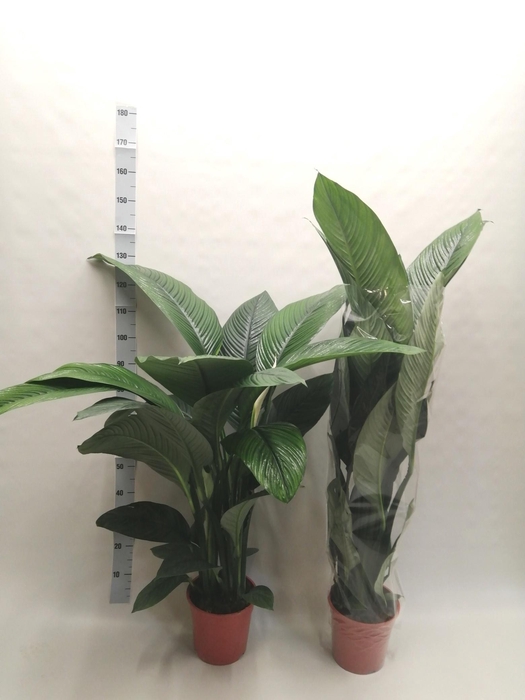 <h4>SPATH SENSATION</h4>