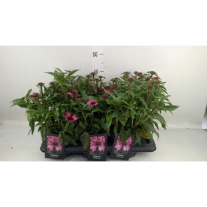 Echinacea   ...