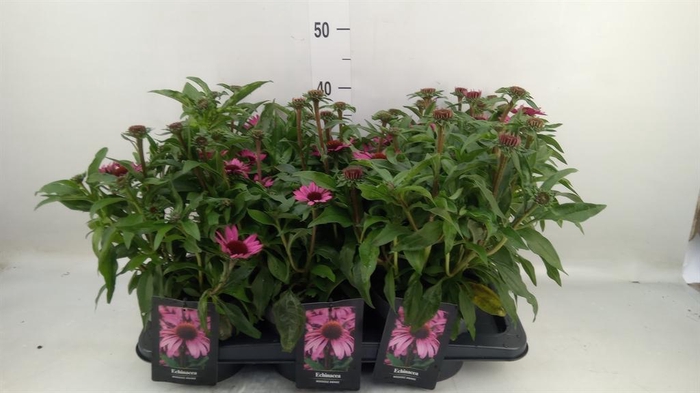 <h4>Echinacea   ...</h4>