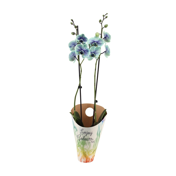 <h4>Enjoy Potcover Phal I Am Northern Light 2T14+</h4>