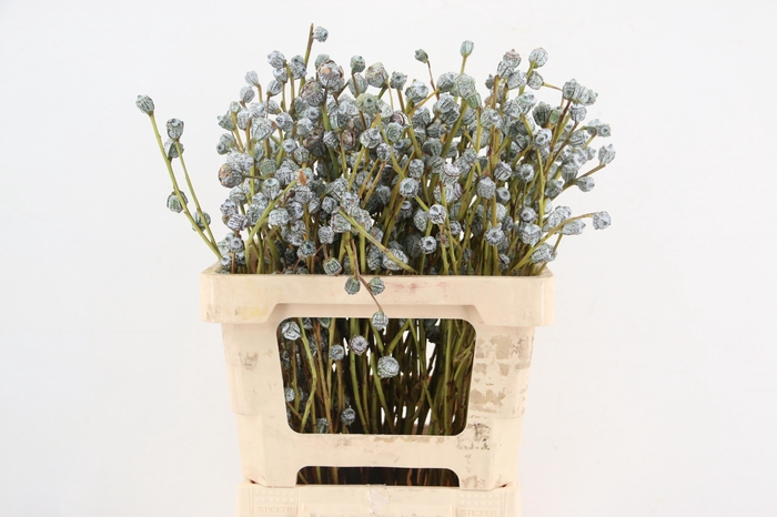 <h4>EUC OV BLAD BS</h4>