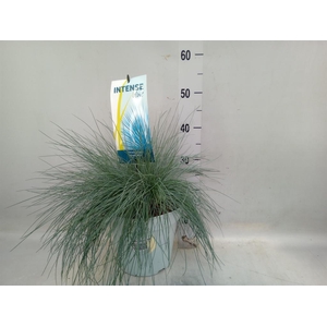 Festuca glauca 'Intens Blue'