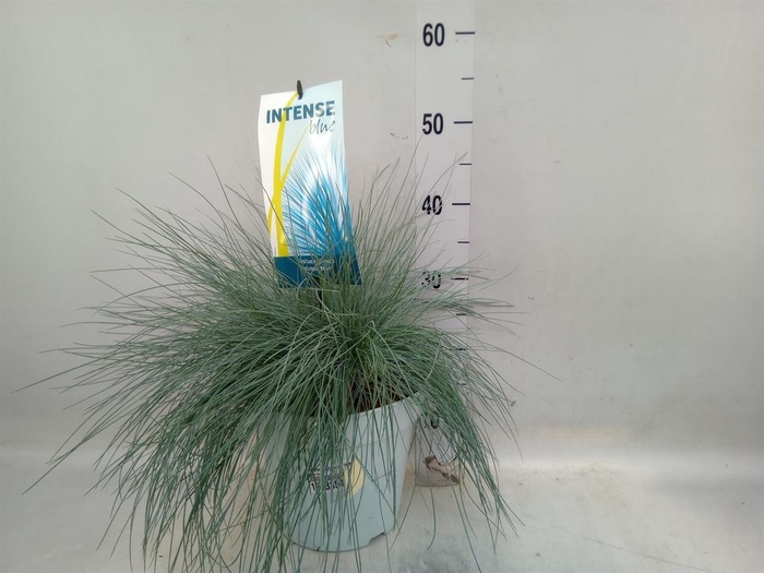 <h4>Festuca glauca 'Intens Blue'</h4>