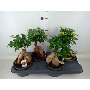 Ficus microcarpa 'Ginseng'