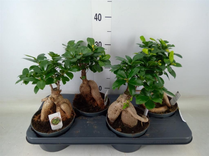 <h4>Ficus microcarpa 'Ginseng'</h4>
