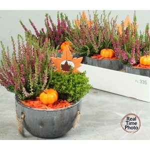 ARR TUINPLANTEN