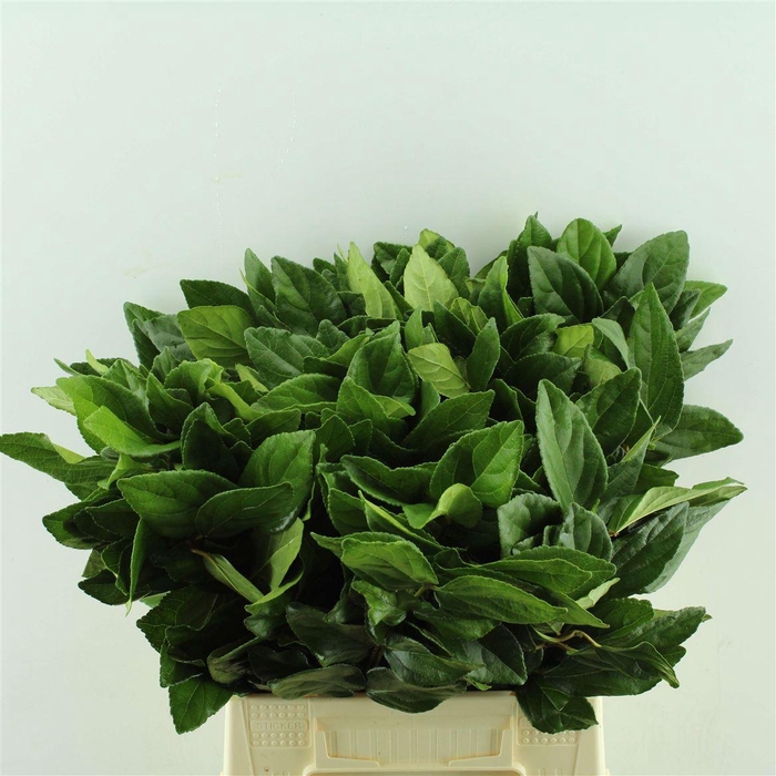 <h4>Viburnum Blad</h4>