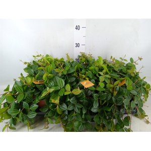 Peperomia  'Rocca Scuro'