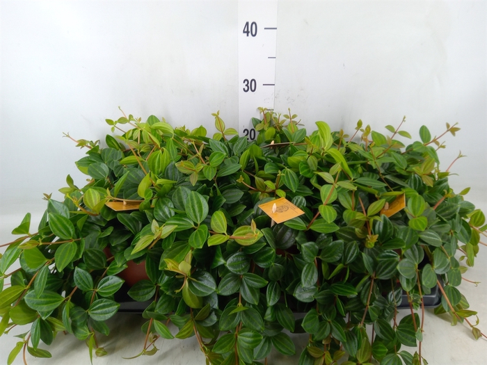 <h4>Peperomia  'Rocca Scuro'</h4>
